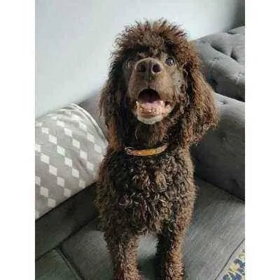 Luxury Dog Collar Set: Finnigan's Fancy 🐾-0
